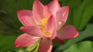 Flor de loto rosa abierta entre hojas verdes
